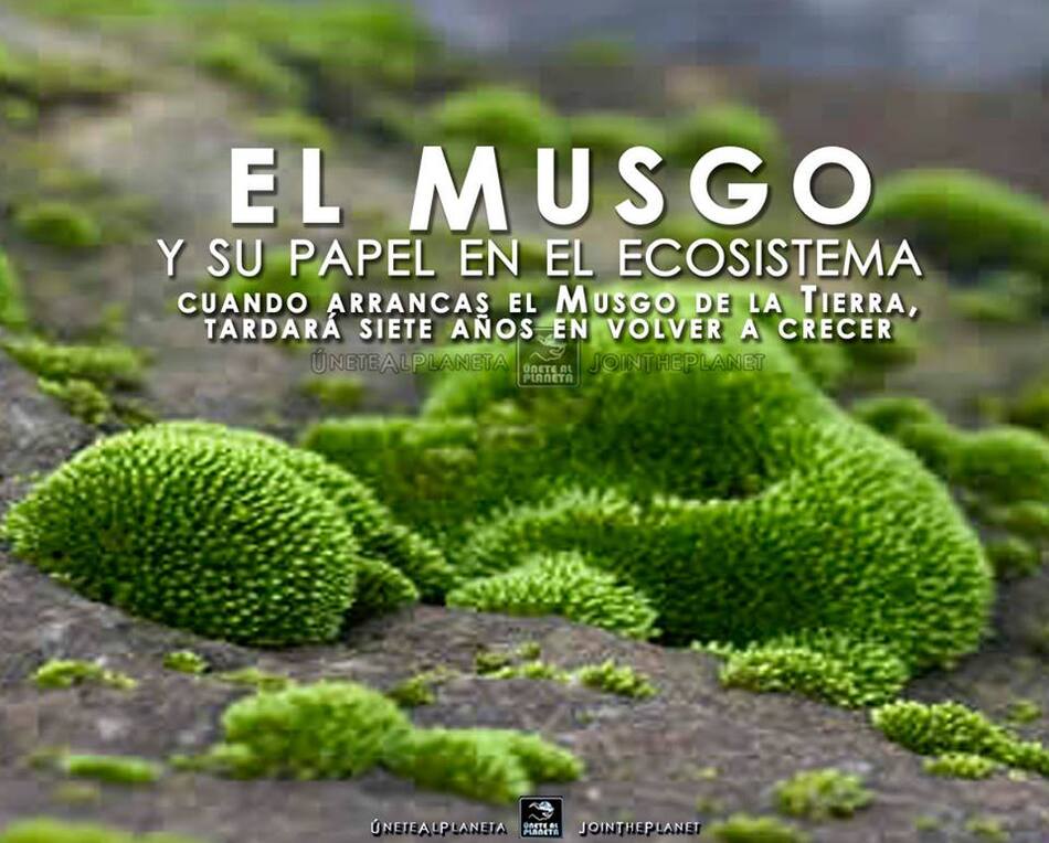 El mejor musgo natural para dioramas, pesebres y decoraciones